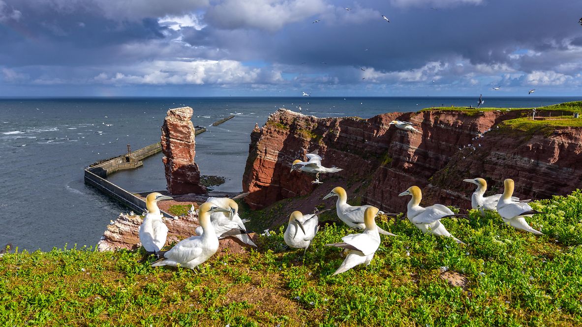 Helgolands Klippen in herrlichem Sonnenschein