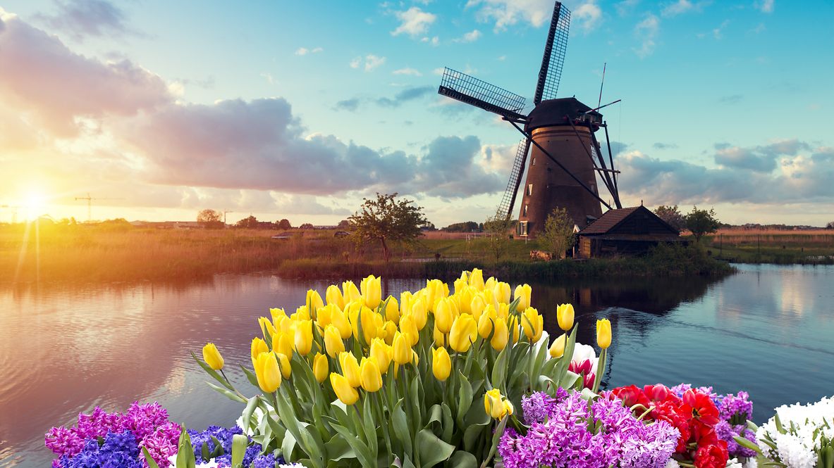 Collage Windmühle Tulpen Holland