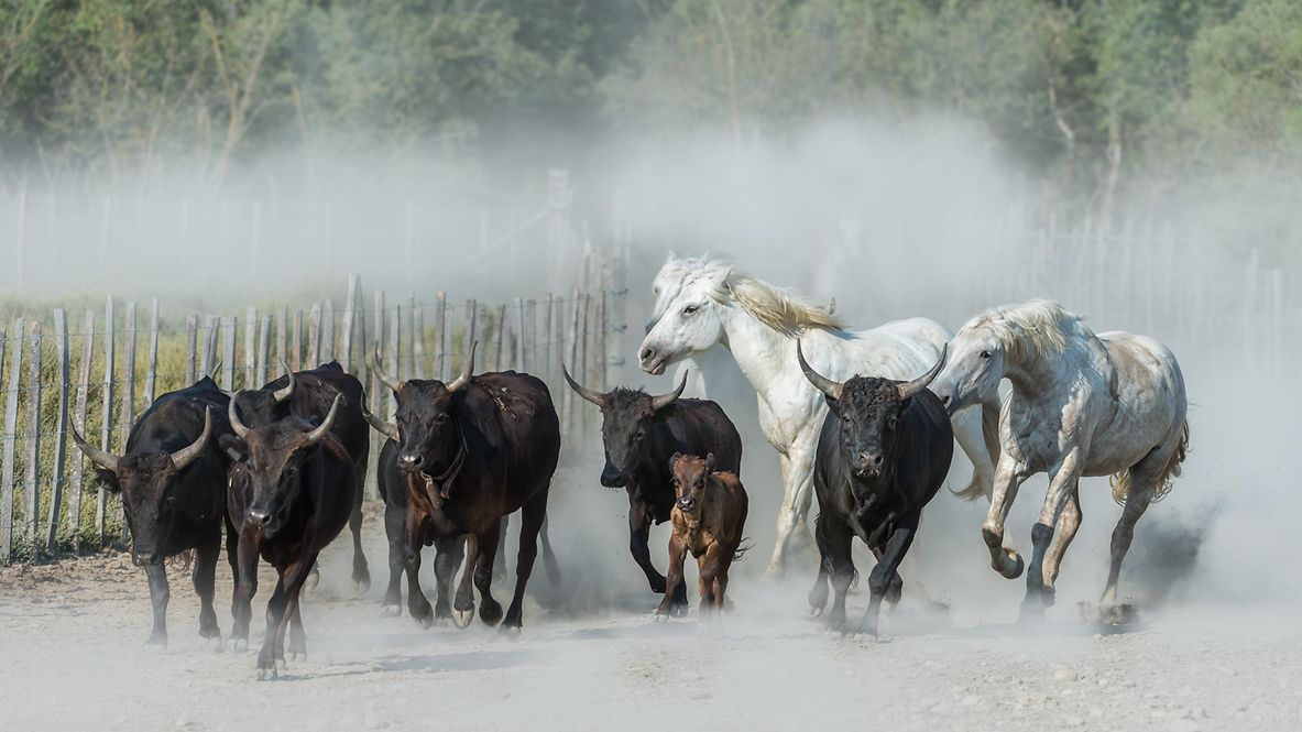 Camargue Cowboys, reiten auf schönen weißen Camargue-Pferden, Südfrankreich.