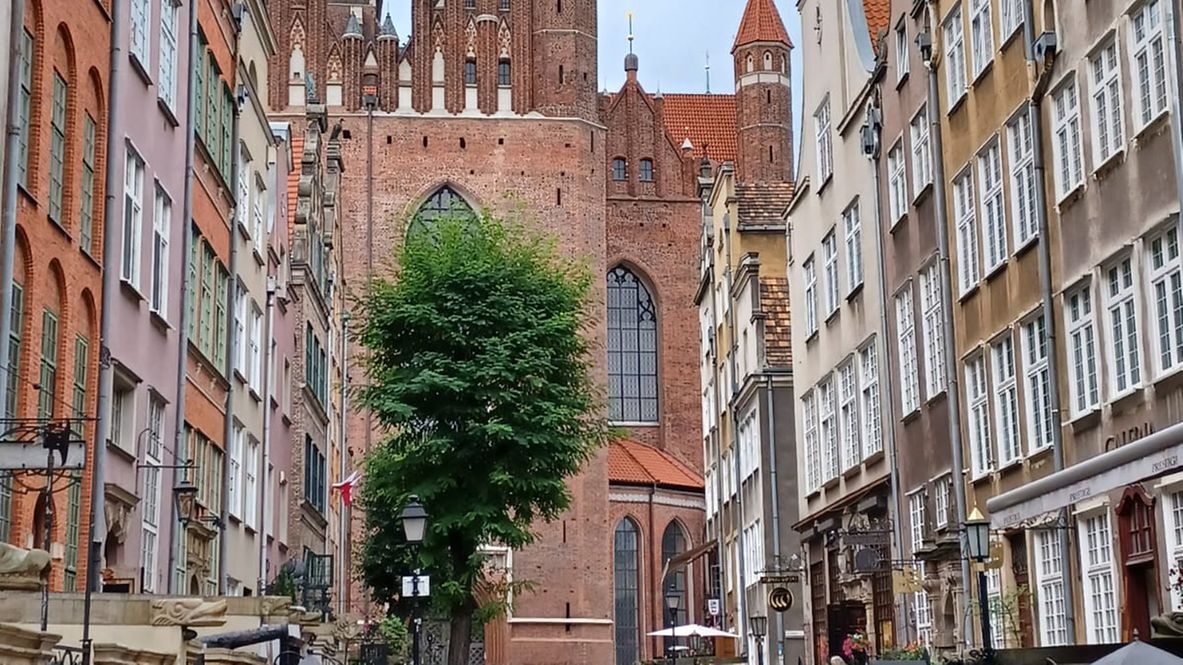 Innenstadtbild Danzig, mit grünen Baum im Fokus