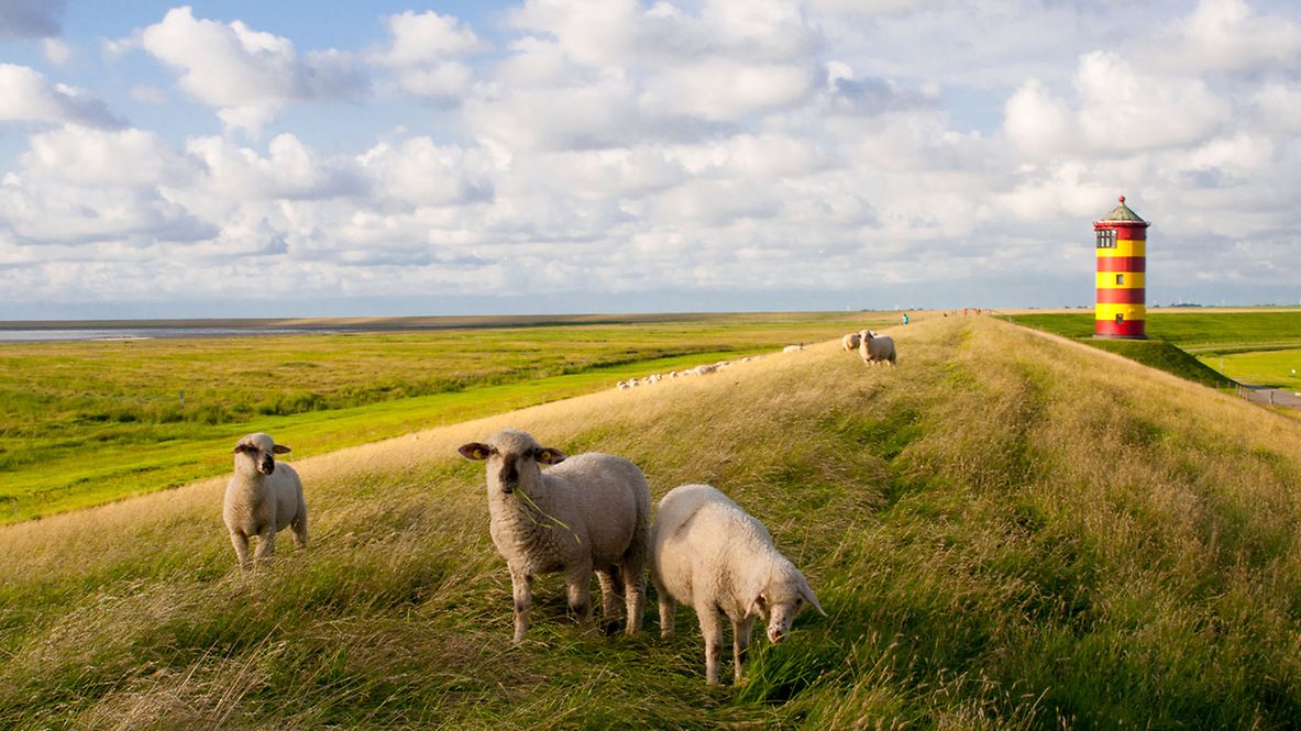 Schafe am Pilsumer Leuchtturm - Nordsee