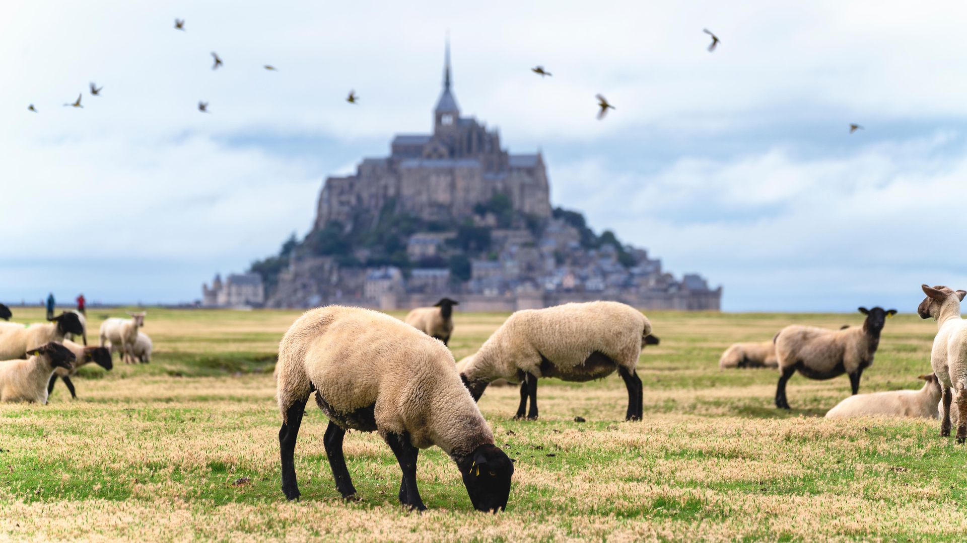Mehrere Schafe sind auf einer Weide. Im Hintergrund sieht man ein Schloss auf einem Berg