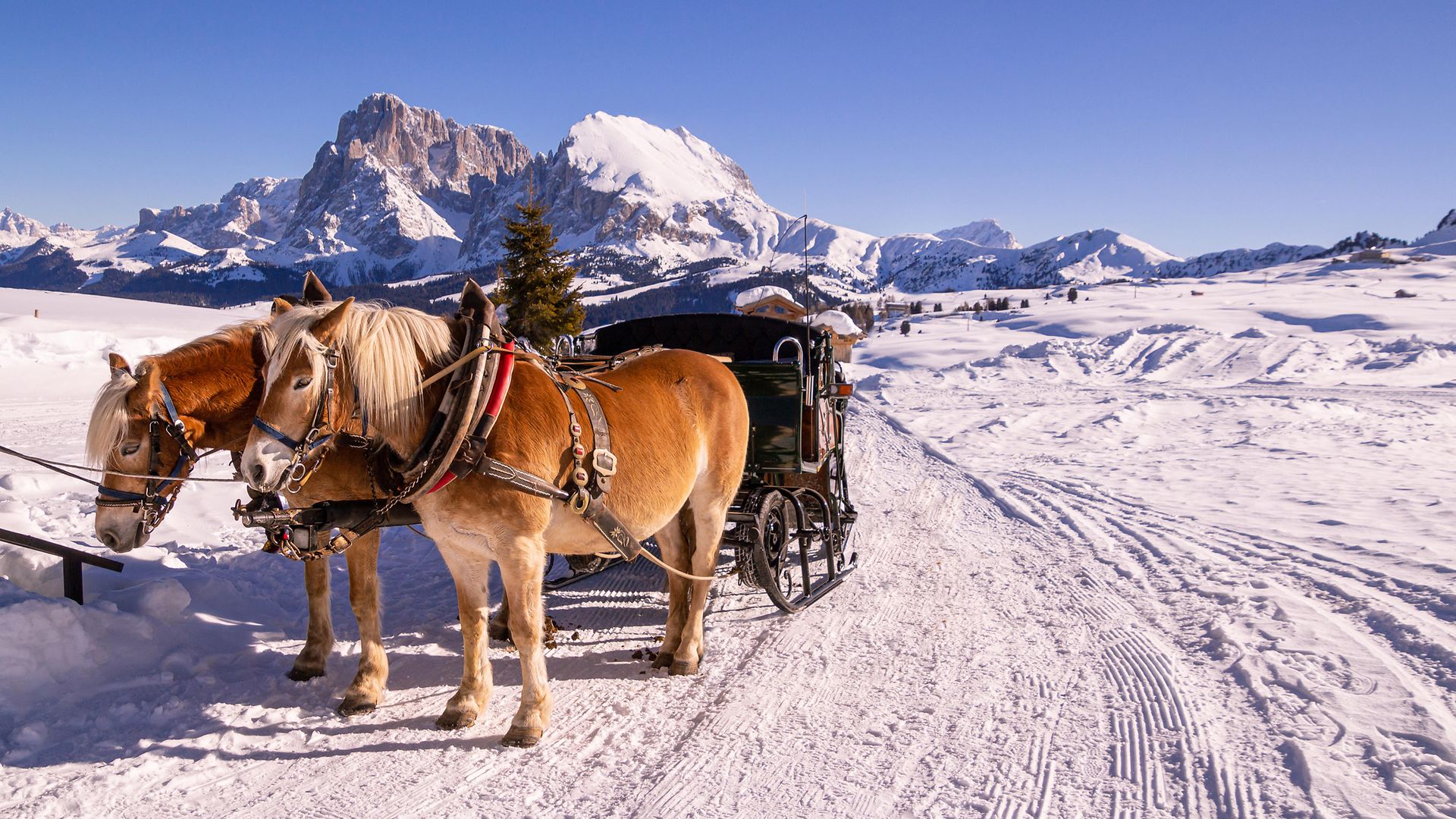Pferde, die nach dem Ziehen einer Kutsche im Schnee stehen und eine Pause machen; im Hintergrund Berge