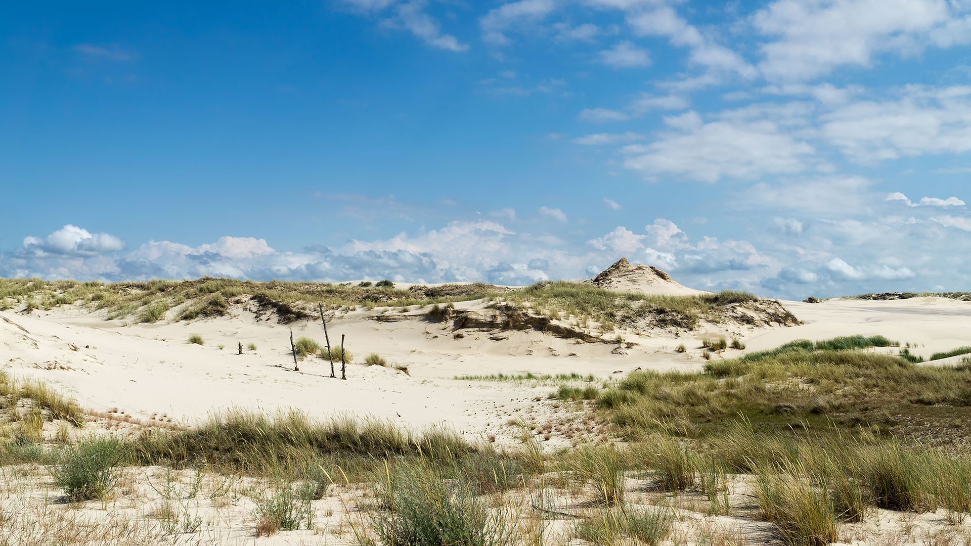 Von Grasbüscheln überwucherte Sanddünen und blauer Himmel mit weißen Wolken an einem sonnigen Sommertag