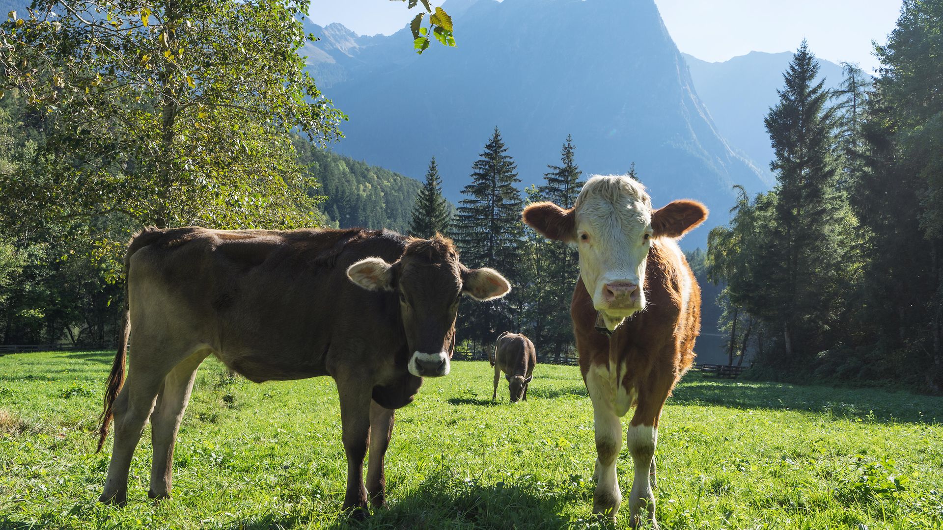 Kühe. Landschaftsschutzgebiet Achstürze. Kühe und Alpen im Hintergrund. Tirols älteste Naturschutzgebiete.