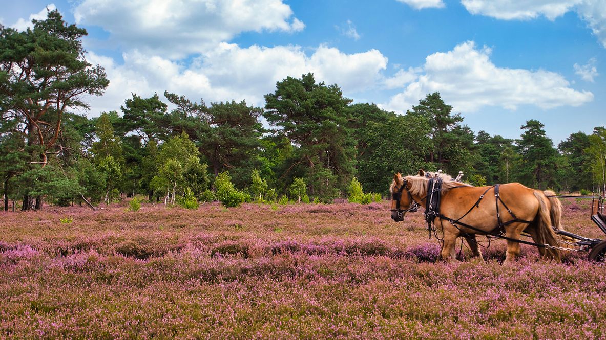 Heide mit pinken Blüten und grünen Bäumen