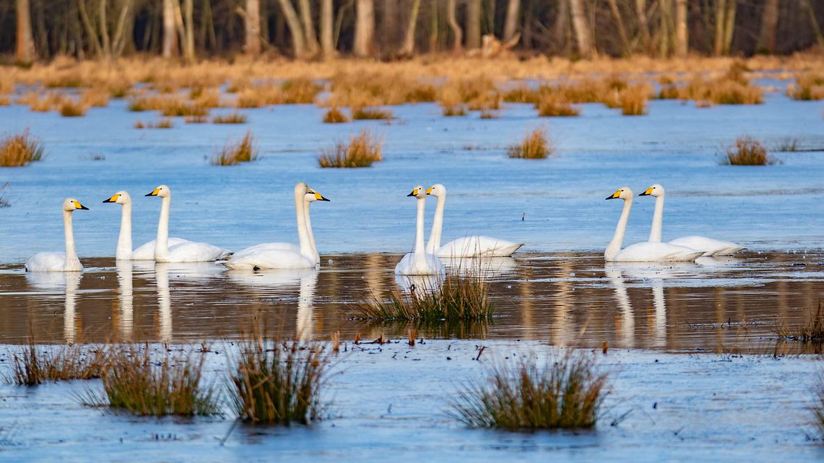 Schwäne schwimmen im Darß