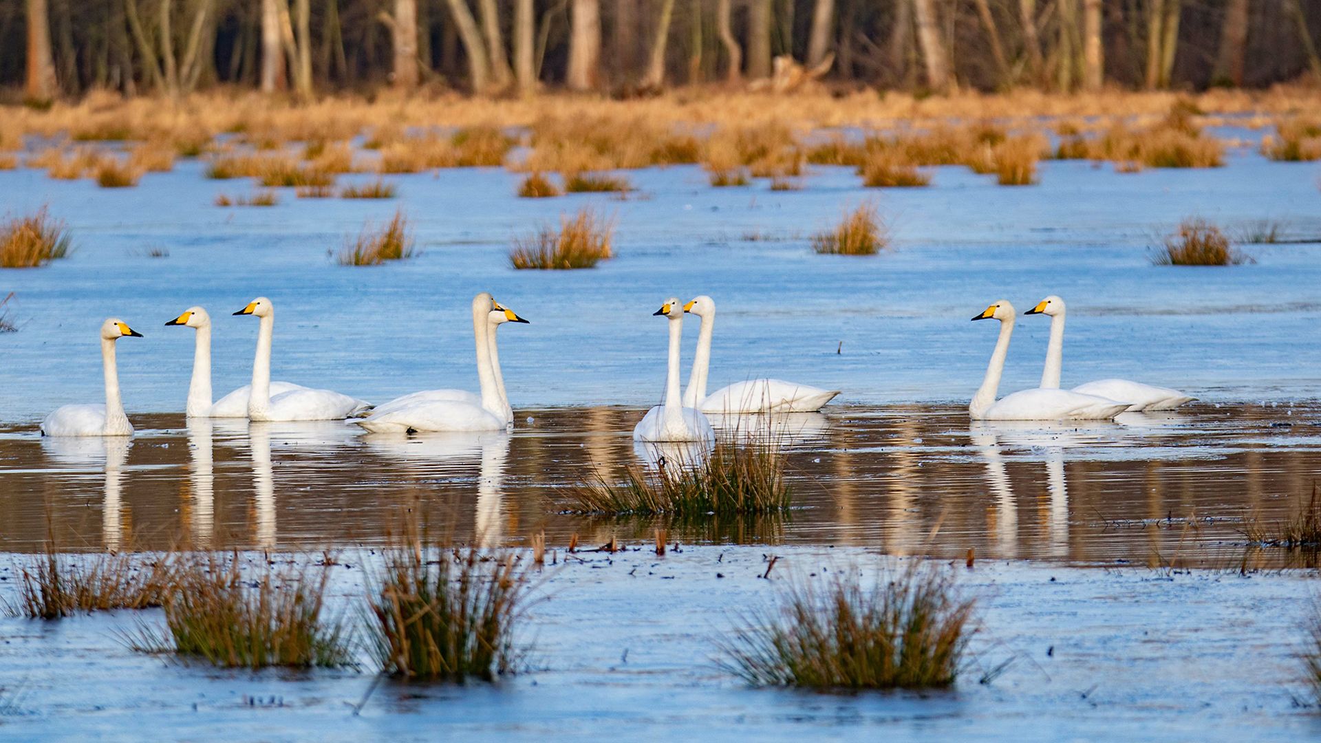 Singschwäne im Winterquartier Spreewald